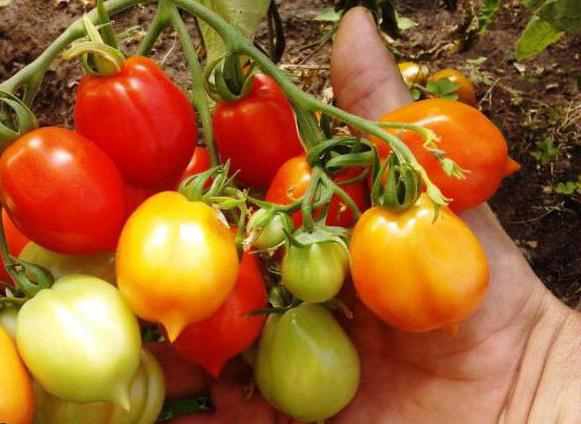 Tomate beso de geranio - un nuevo tipo de tomates tempranos