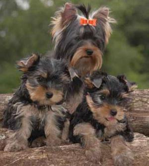Yorkshire Terrier: tipos de terriers