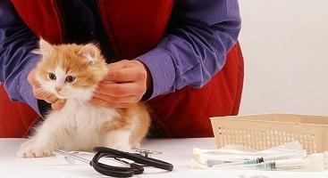 Cuándo vacunar a un gatito, y cuándo no?