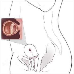 Tamaño del huevo gordo por semanas: dinámica del desarrollo del embarazo