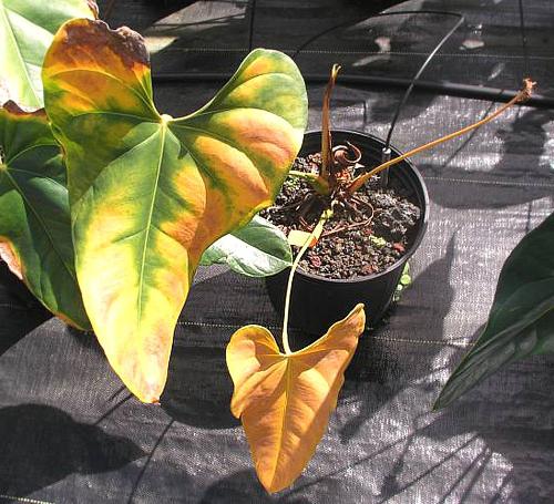Anthurium: cuidar de la planta