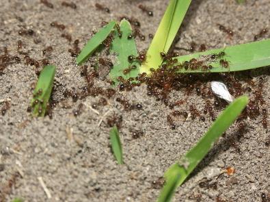 La lucha contra las hormigas: formas populares