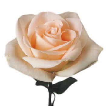 Flor para amantes y románticos - rosa de Osiana