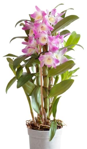 orquídea en casa dendrobium