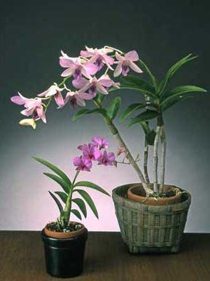 Dendrobium: cuidado. ¿Qué hacer cuando florece la orquídea?