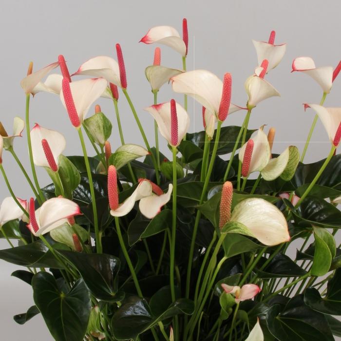 Flores tropicales exóticas: anthurium. Cuidado en el hogar