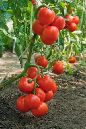 Cómo cultivar tomates en campo abierto: plantar y cuidar
