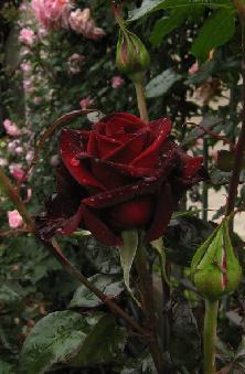 Rose Black Magic: Variedad Descripción