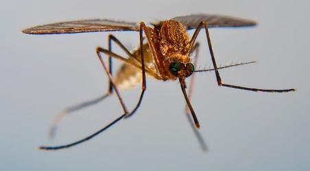 Interpretación de los sueños: lo que un mosquito sueña