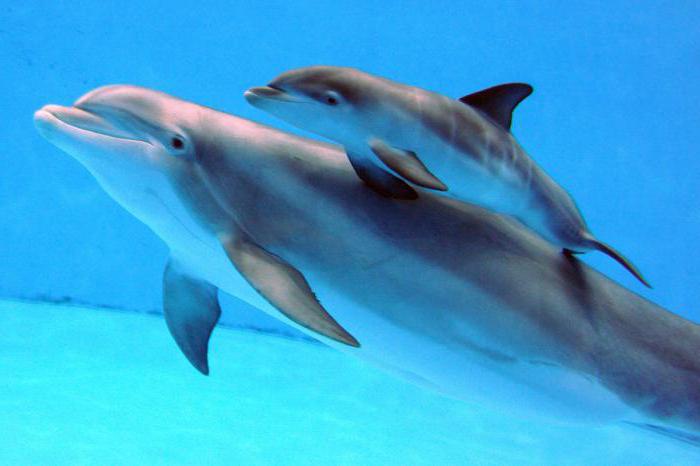 Acerca de la cantidad de delfines vivos y otros datos interesantes sobre estos animales