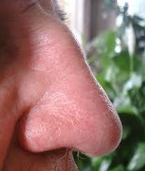 forma de la nariz 