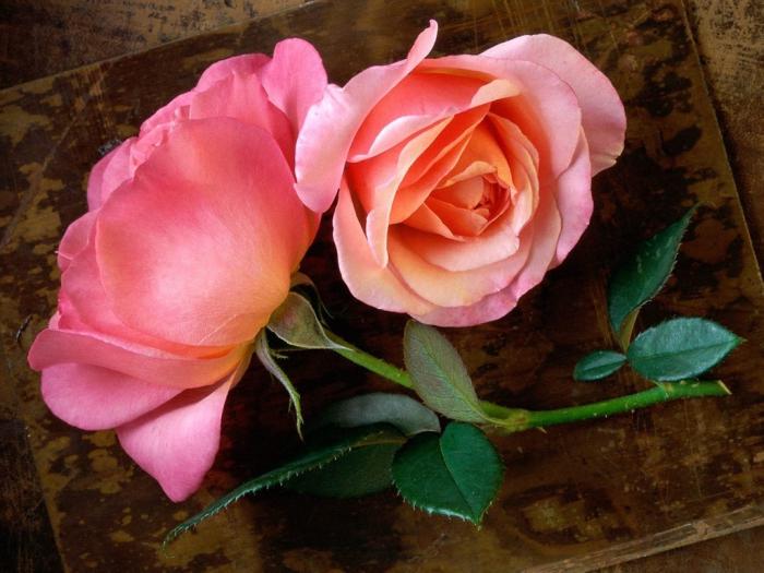 significado de flores color de rosa