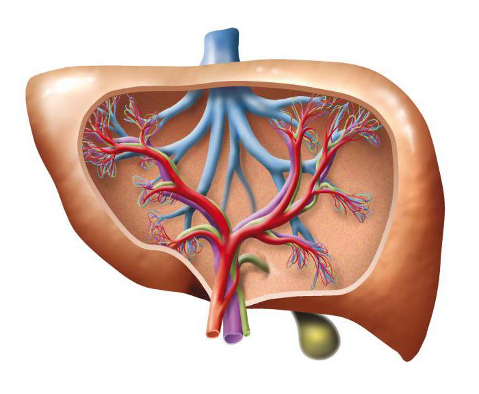 ¿Cómo está arreglado el sistema circulatorio? ¿De qué órganos se compone?