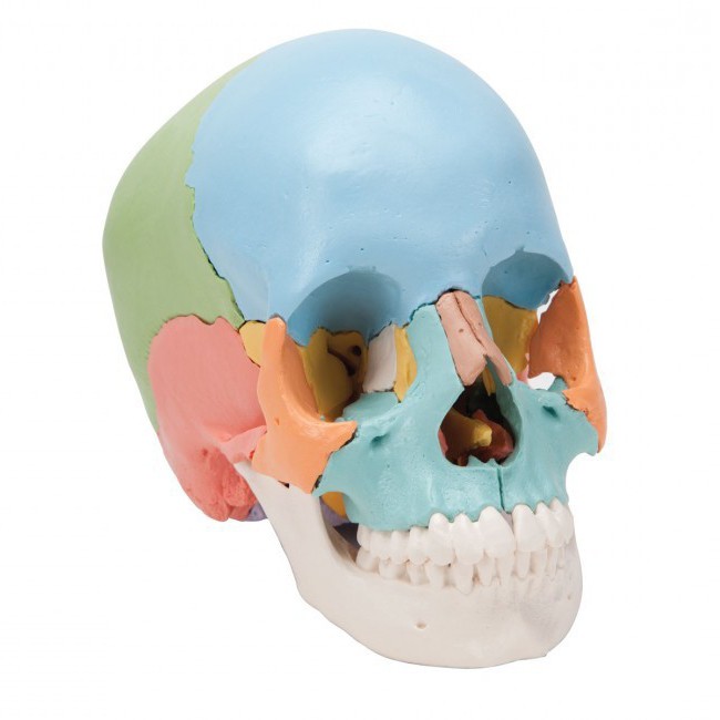 El hueso desapareado del cráneo es ... La estructura del esqueleto de la cabeza