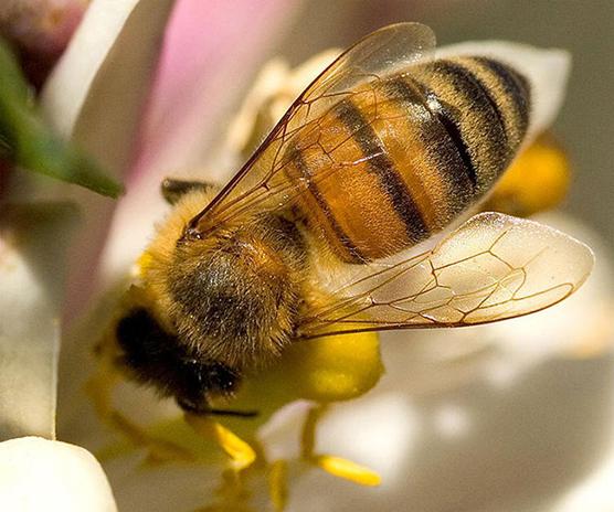 Propóleos de abeja. ¿Qué cura esta sustancia única?